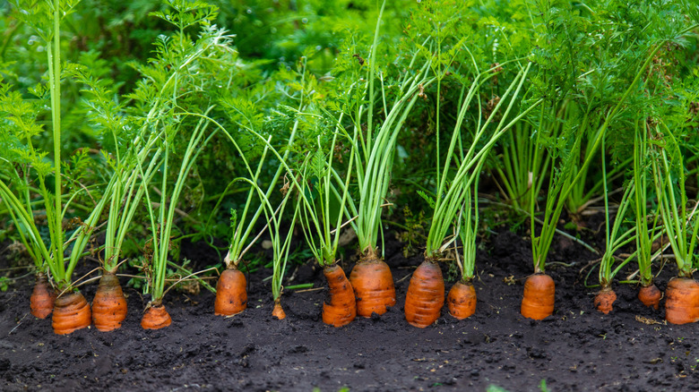 Carrots with vibrant, leafy tops in the ground