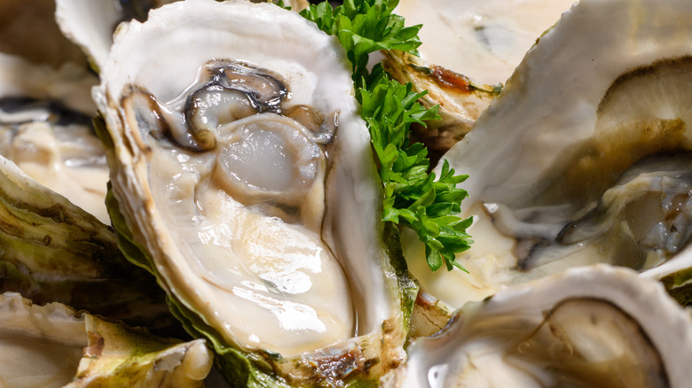 A raw oyster on the half shell in a pile of oysters