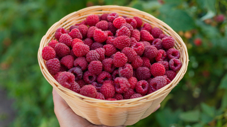 Raspberries in a woven straw basket