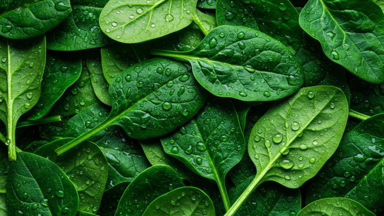 Spinach leaves dotted with water droplets