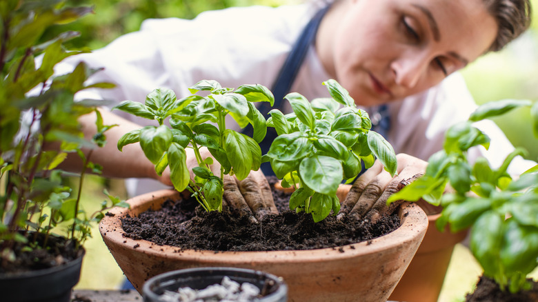 a person repots basil in a clay pot next to other herbs