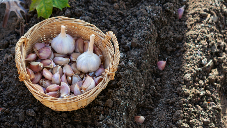 a basket of garlic cloves sitting next to a dirt row of freshly planted garlic