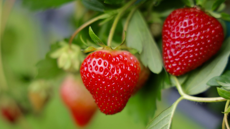 strawberries growing in a garden outdoors