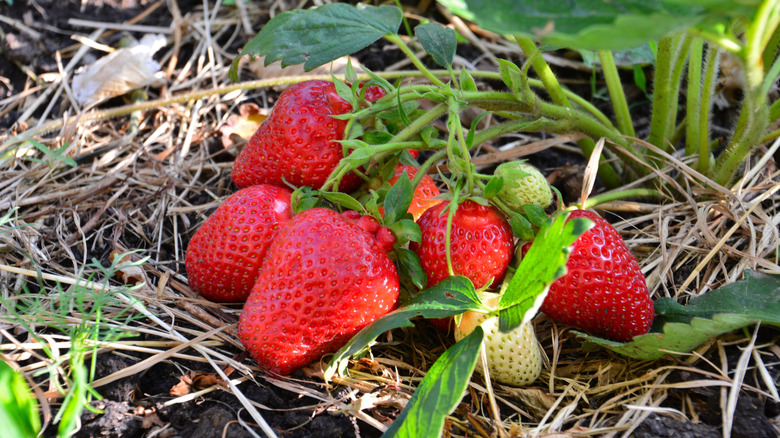 strawberries growing on a plant in fresh mulch