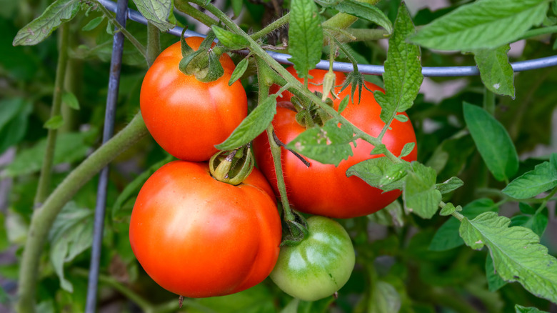 ripe red tomatoes supported by a wire cage