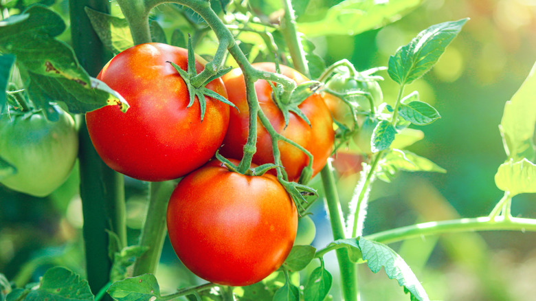 ripe red tomatoes on a vine