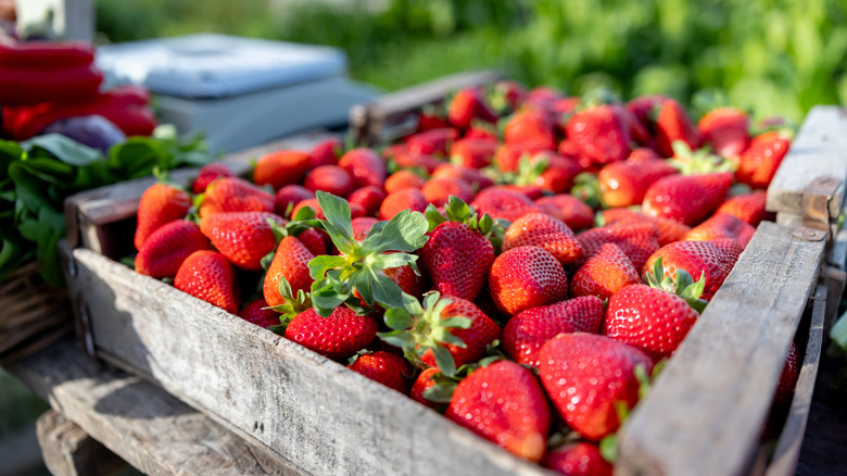 A photo of freshly picked strawberries taken at a farm