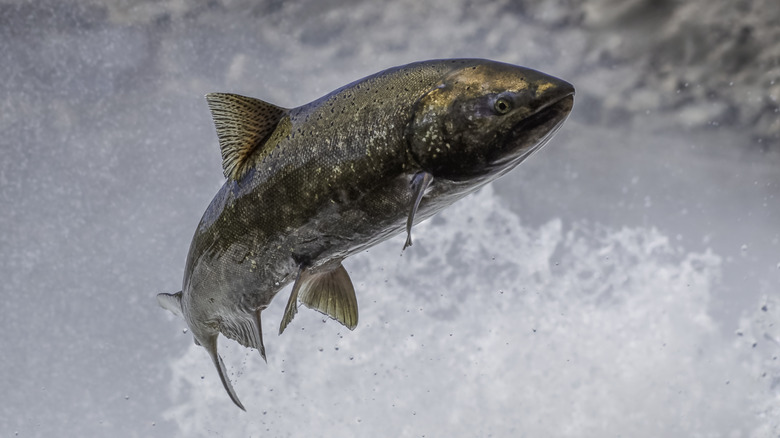 A freshwater salmon jumping out of the water as it swims upstream.