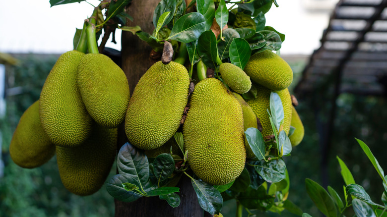 Several jackfruits hanging from a tree