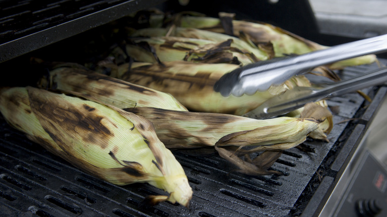 Grilling ears of corn in their husks