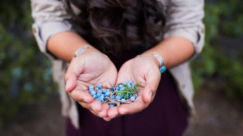 A woman holding a handful of young juniper berries.
