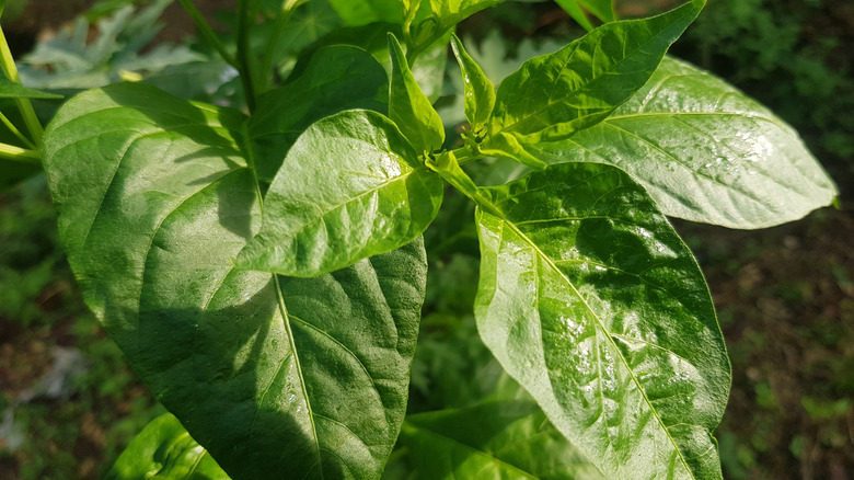 Chile plant leaves growing in a garden.