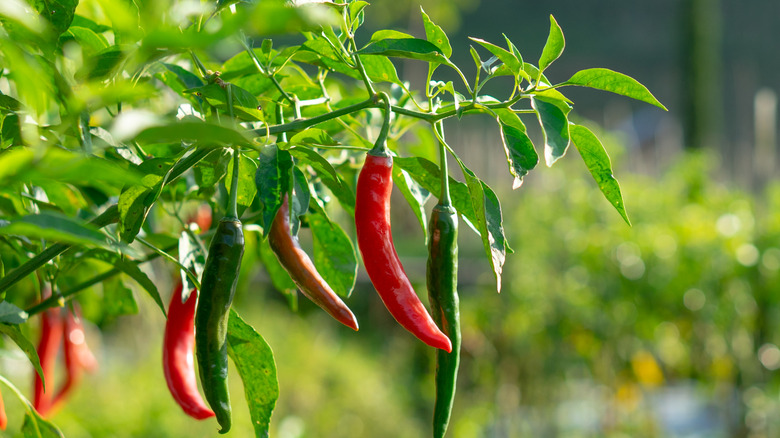 Green and red chiles growing in a garden.
