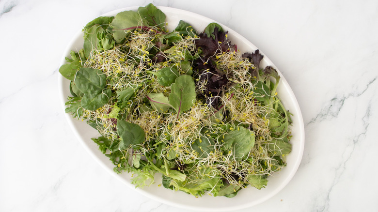 aerial view of lettuce and sprouts spread out in serving dish