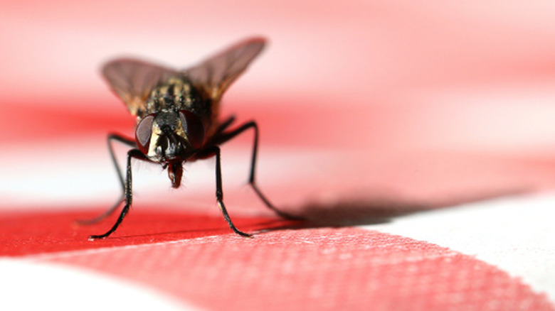 Gnat on fabric