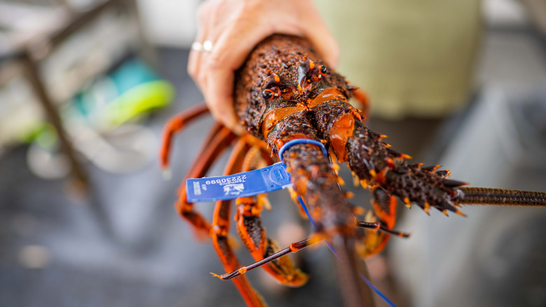A hand holding a Tasmanian crayfish.