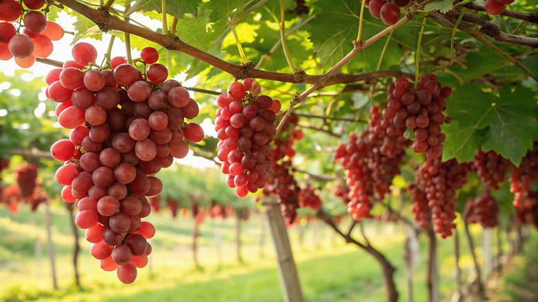 Red grapes on a vine in a vineyard