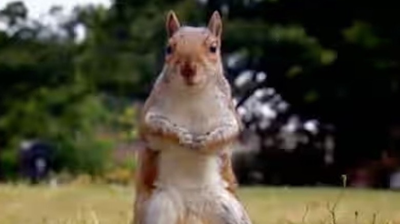 Squirrel from Great British Baking Show