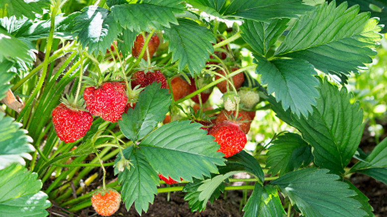 Strawberries grow on a plant