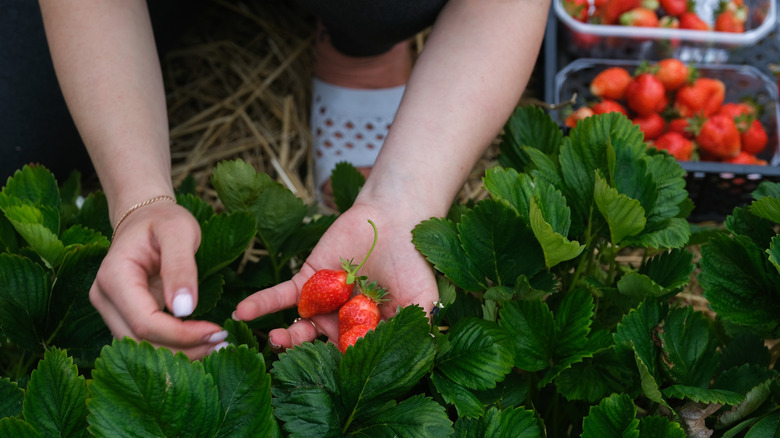 A worker harvests strawberries