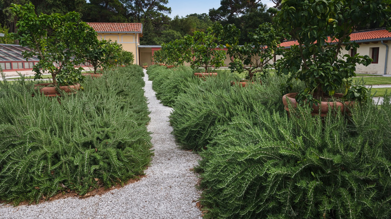 Rosemary bushes in gravel lined garden between potted trees and other plants.