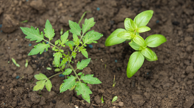 Tomato plants growing next to basil