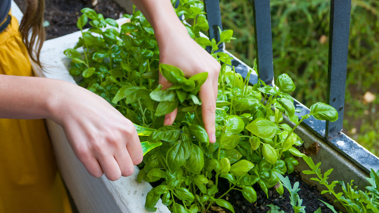Person harvesting basil from planter