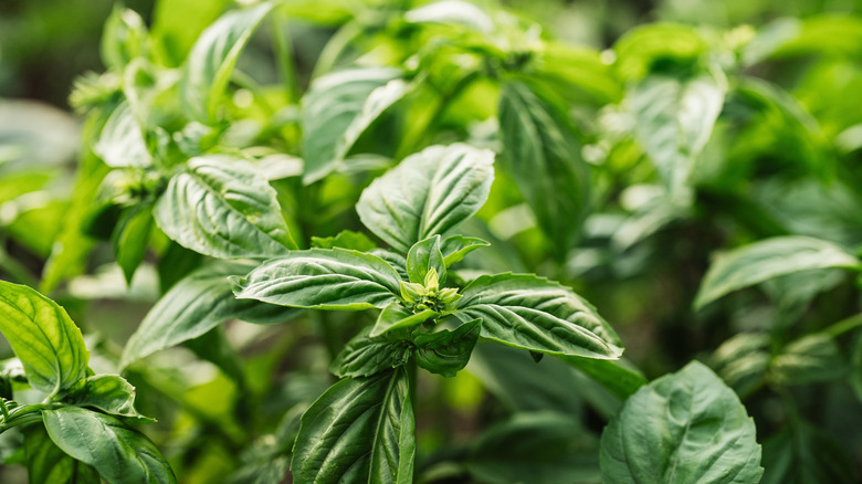 Basil plants growing