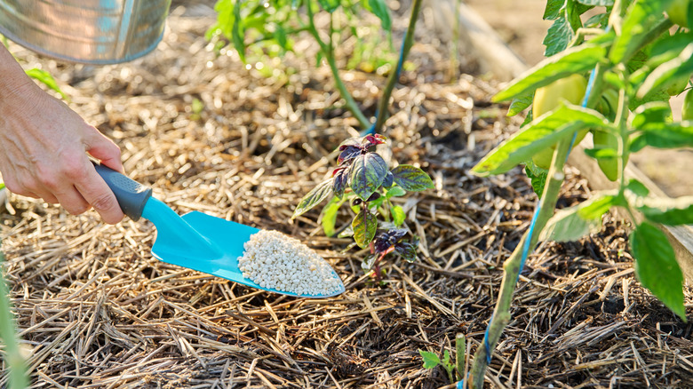Person putting fertilizer on tomato and basil plants