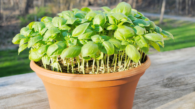 Basil growing in a large pot