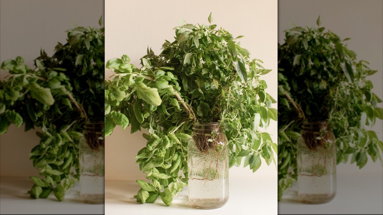 Leafy basil plant growing in a glass jar