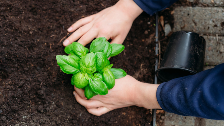 Person planting basil in a garden