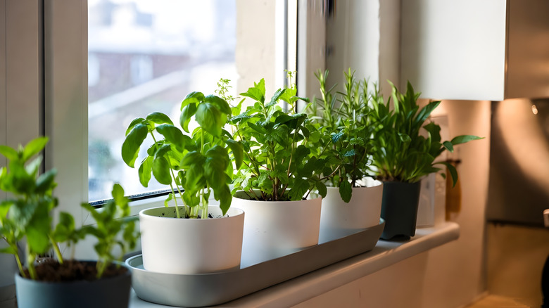 Basil and herb plants sitting on a windowsill