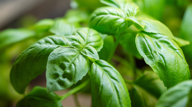 Genovese basil leaves on a plant