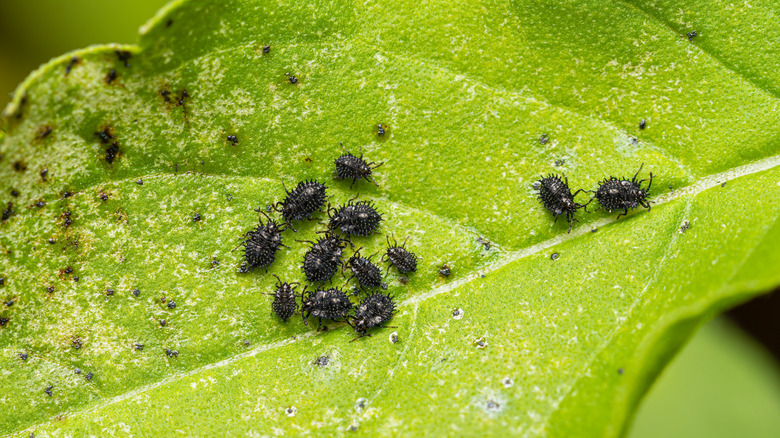 Bugs on the underside of a basil leaf