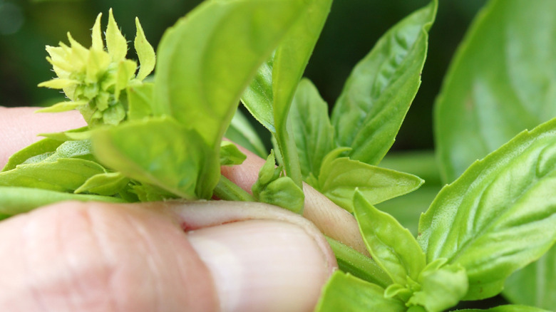 Person pinching basil plant