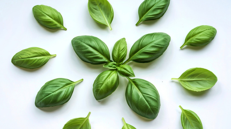 Basil leaves on gray background