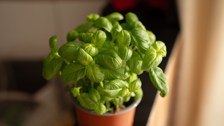 Potted basil in sunlight