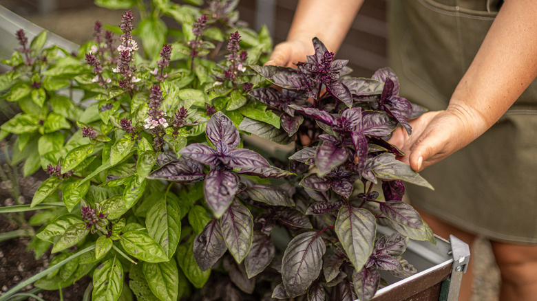 Basil growing in a raised bed