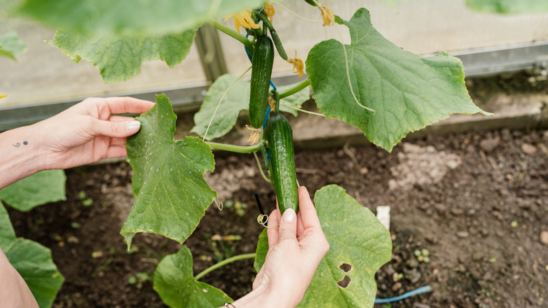 growing cucumber in home garden