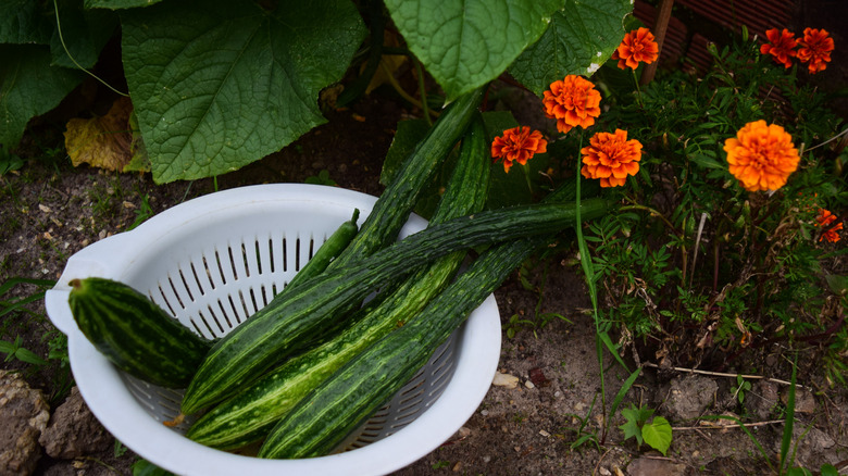 Suyo long cucumbers in a basket