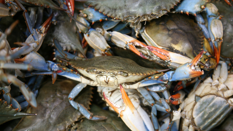 live blue crabs in a pile