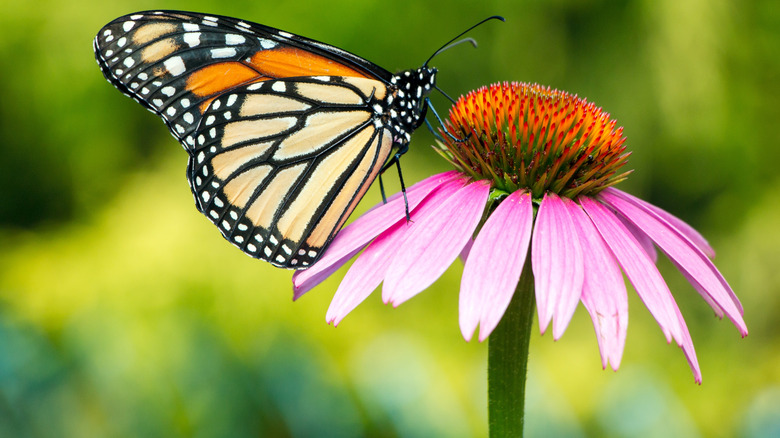 close up of monarch butterfly and aster flower