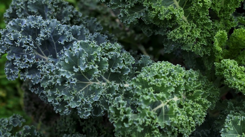 Dark green kale growing in a garden