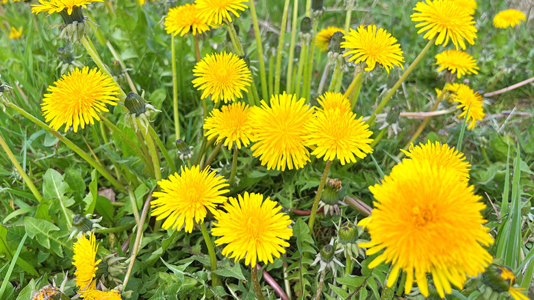 Dandelions growing in a field