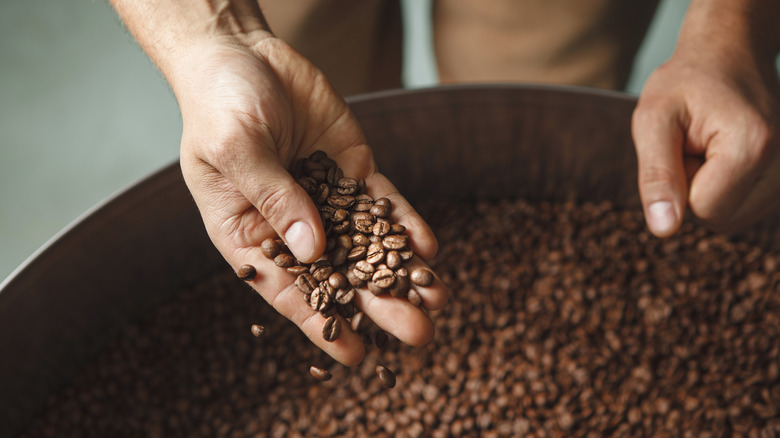 Sourcing coffee beans.