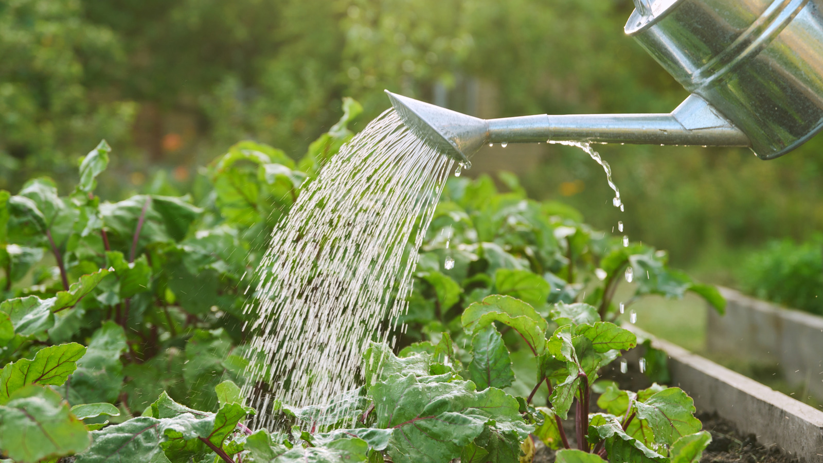 How Often Do Plants Need Watering Essential Tips My Backyard Grow