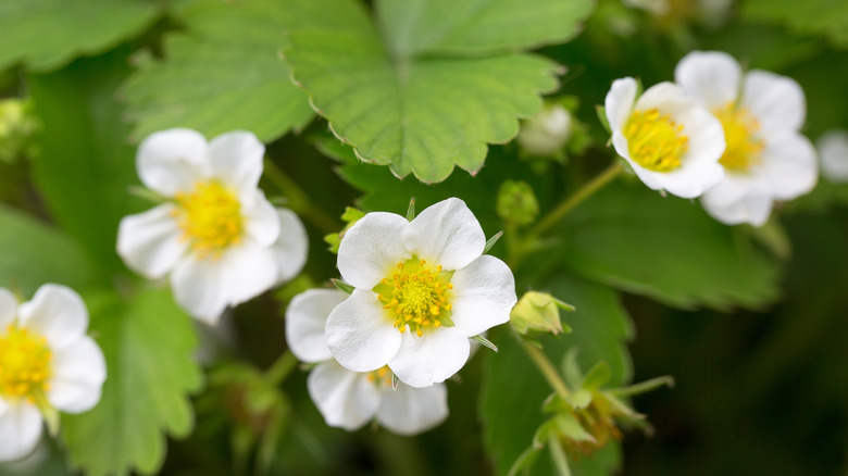 white strawberry blossoms surrounded by leaves