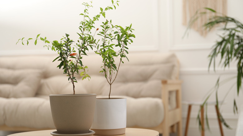 Two pomegranate saplings in pots on a table