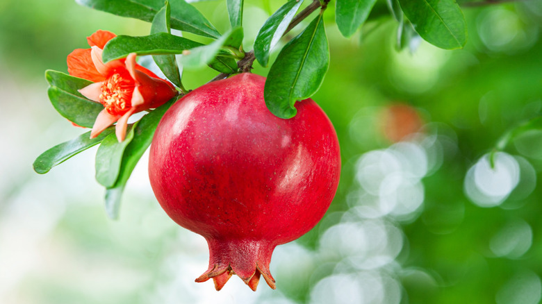 A ripe pomegranate fruit and flower on a branch